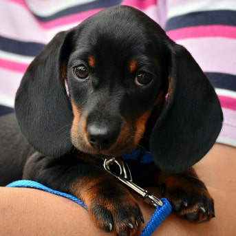 orejas-perrito.jpg